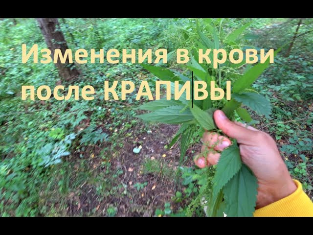 Крапива сгущает кровь. Крапива ударение. Свойства крапивы разжижает или Сгущает кровь. Сорвать крапиву после этого не будет укусь.