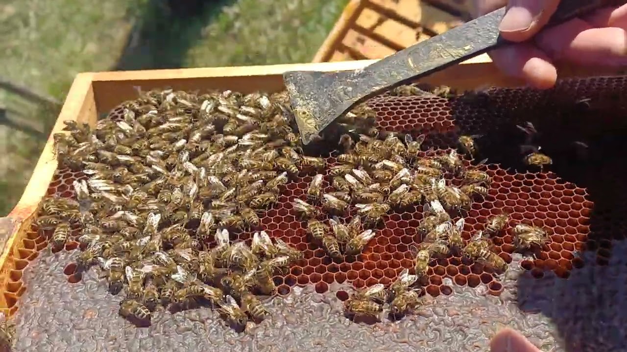 2026 yılının ilk Arı kontrolleri...  #karadeniz# kestane balı.# Arı kontrolleri