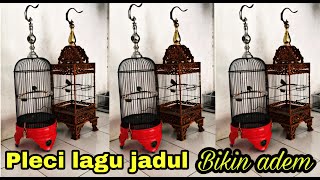 Buat yang suka lagu jadul,masteran burung pleci jadul cicuitan