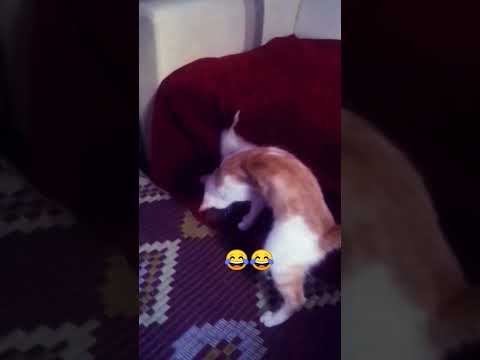 كاتي ماعبتترك الحبل      