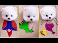 Cute pomeranian puppies doing funny things 8  cute and funny dogs  mini pom