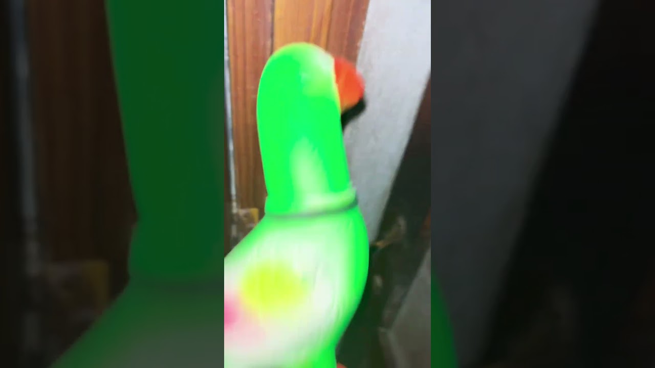 Parrot 🦜 vs dog 🐕