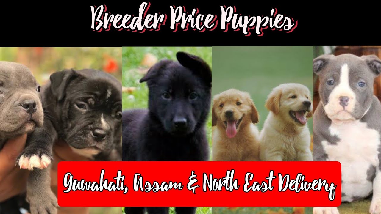 Dogs at Guwahati Breeder Price Puppies Only All Over Assam & North East Delivery YouTube