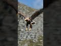 Eagle's INSANE Hunting Skills 🦅 Nature's Deadliest Predator #Shorts #Wildlife