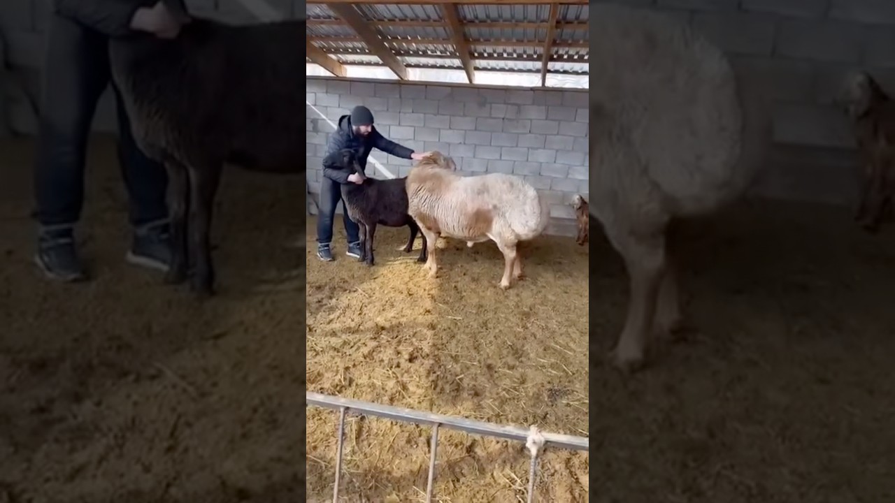 Недовольный Фердинанд💣🔥 