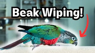 Parrot Beak Wiping - Why do birds wipe and rub their beaks | BirdNerdSophie by BirdNerdSophie 1,599 views 2 months ago 3 minutes, 6 seconds