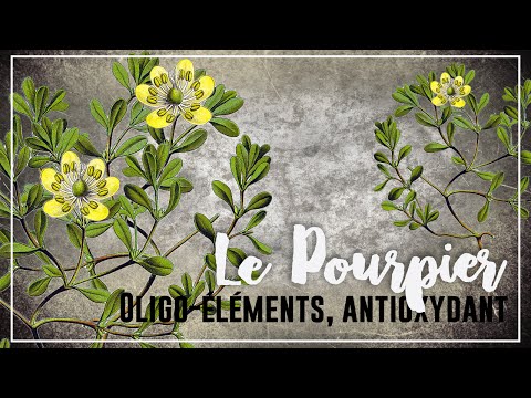 Vidéo: Comment Se Débarrasser Du Pourpier Dans Le Jardin ?