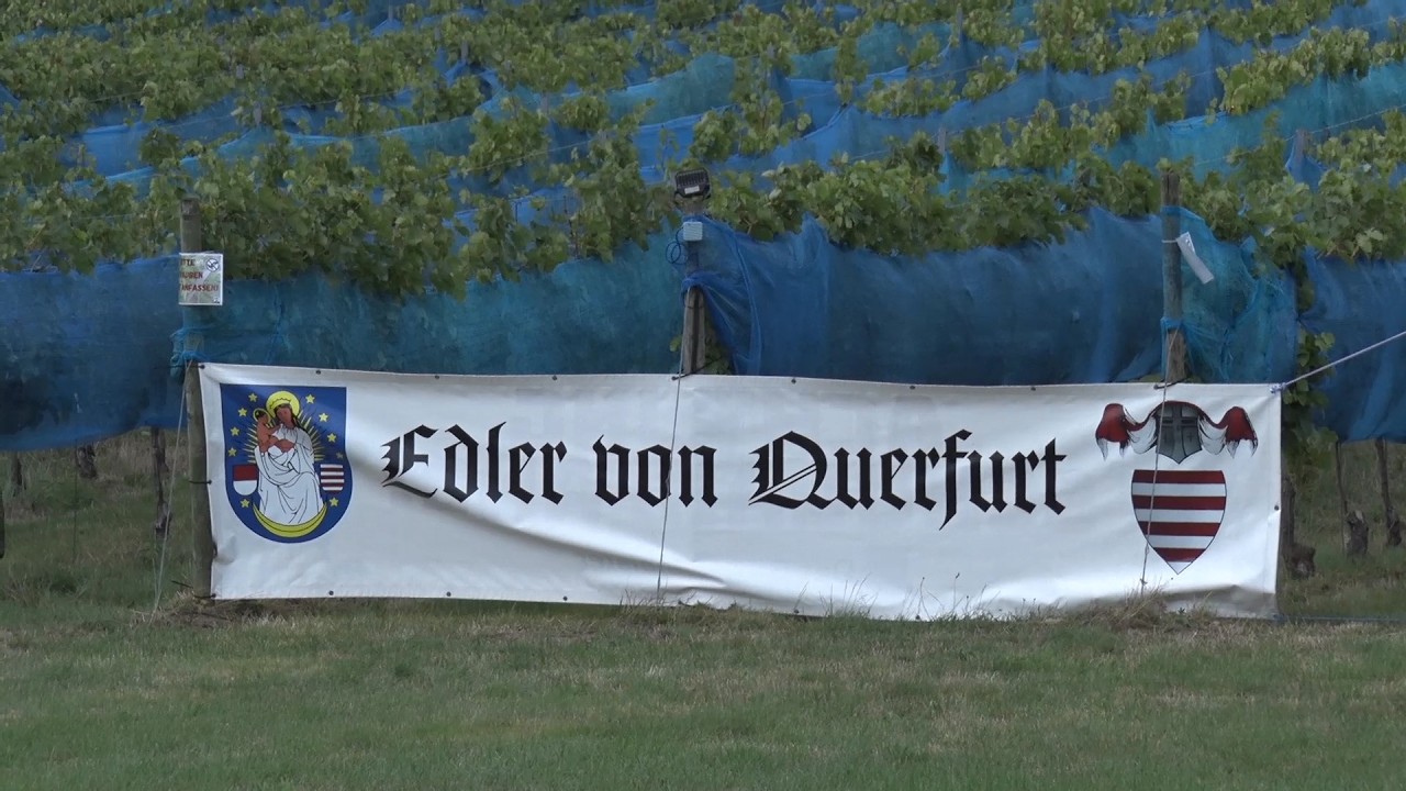 PUNKTum 7. Weinbergfest in Querfurt