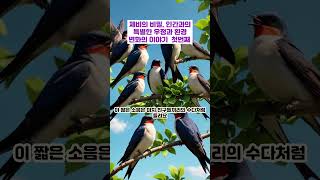제비의 비밀, 인간과의 특별한 우정과 환경 변화의 이야기 첫번째 #제비의사회성 #인간과의공생 #귀소본능 #복을가져다주는새