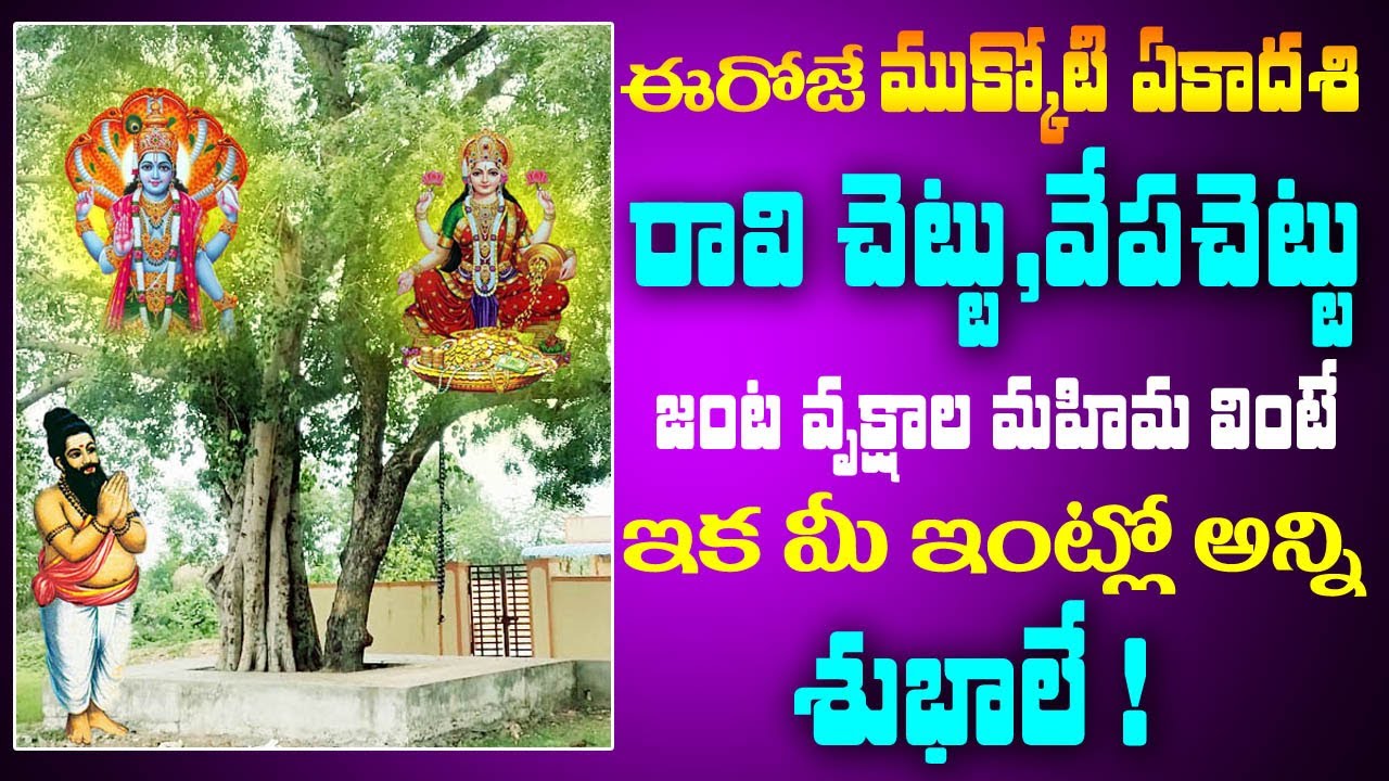 ఈరోజే ముక్కోటి ఏకాదశి రావి చెట్టు వేప చెట్టు జంట వృక్షాల మహిమ వింటే ఇక మీ ఇంట్లో అన్ని శుభాలే !