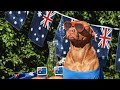 ‘What happened to patriotism?’: Australia Day becoming ‘just a day off’