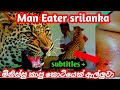 Srilankan man Eater/ මිනිස්සුන්ට පනින ලංකාවේ කොටි #leoperdattack #tiger #india #rescue #wildmachan