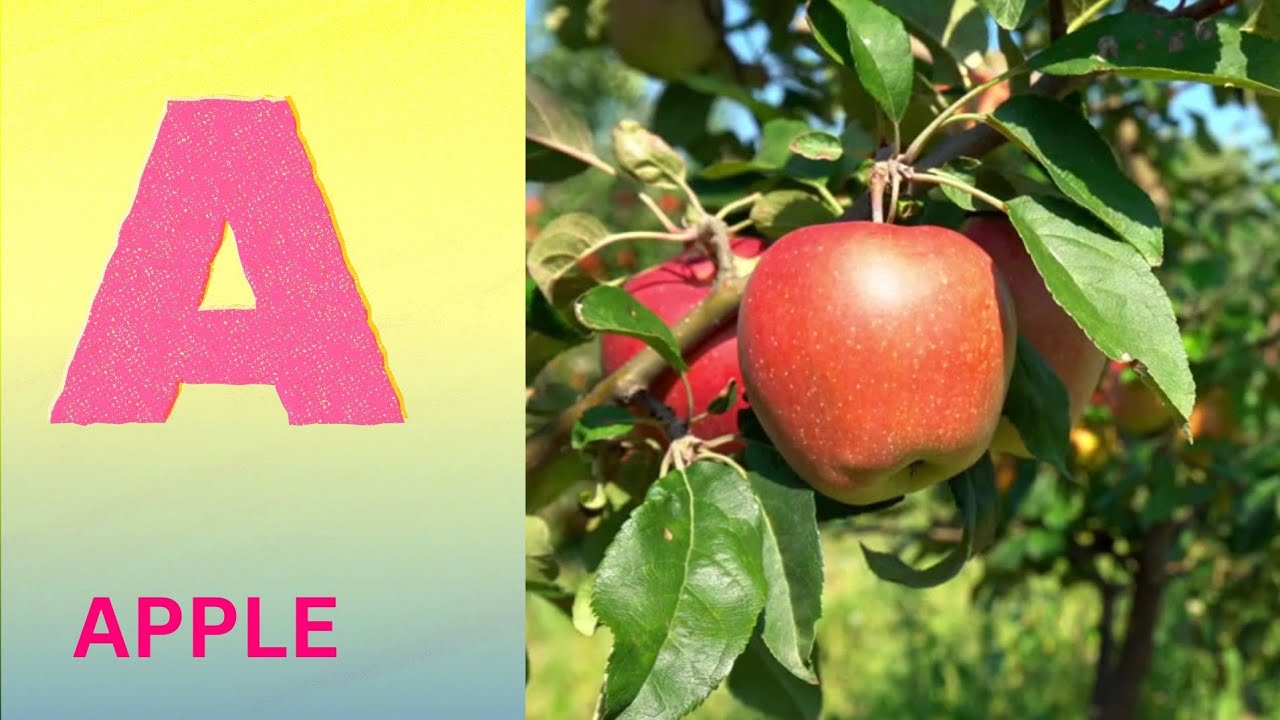 ABC Phonics Song | Alphabet letter sounds | ABC learning for toddlers | Education ABC Nursery Rhymes