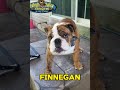 🐾 Finnegan's Scoop Day at Lehigh Valley Scoopers!