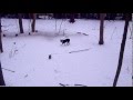 IKE The Boston Terrier  hunting squirrel, like a BOBCAT