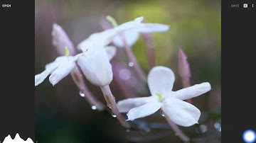 Rotate vs. Rotation within Transform