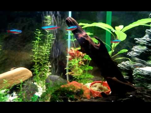 Video: Kako Gojiti Ribe Za Zakol V Akvariju