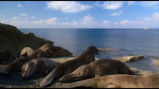 The Maiacetus Beach life on our Planet