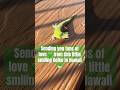 Week 7: Taking a break from #jobsearch #Shorts #Hawaii #Gecko #CuteAnimals #Wildlife #natureshorts