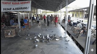 Download Lagu PASAR JATILAWANG ADA TEMPAT KUSUS MERPATI! #merpatirumahan #merpatibagus #merpatiku MP3