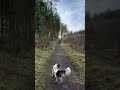 Quiet walks #nature #wildscotland #lovehiking #scotlandsbeauty #dogs #love #grateful