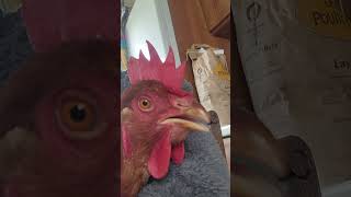 Ayam betina yang menderita infeksi pernapasan. Suara yang mereka buat. V
