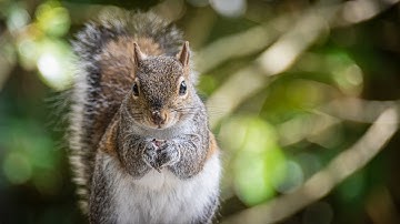 Citizen Science Adventures: Project Squirrel