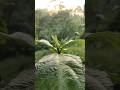Relaxing Real Nature Ambience | Peaceful Sounds &amp; Scenery.