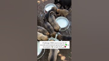 Can you help me feed my dogs.Donation link in Bio🙏🏻#puppy #dog #donate#viralvideo #foryou #love