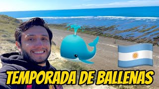 BALLENAS EN PUERTO MADRYN | ARGENTINA | Gustavo Eduardo by Gustavo Eduardo 63 views 5 months ago 14 minutes, 25 seconds