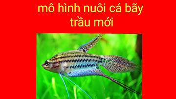 NUÔI CÁ BẢY TRẦU TRONG BỂ BẠC.RẤT HAY.