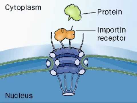 Importin | Karyopherin | Nuclear Localization Sequences NLS | Nuclear Protein Import Cycle