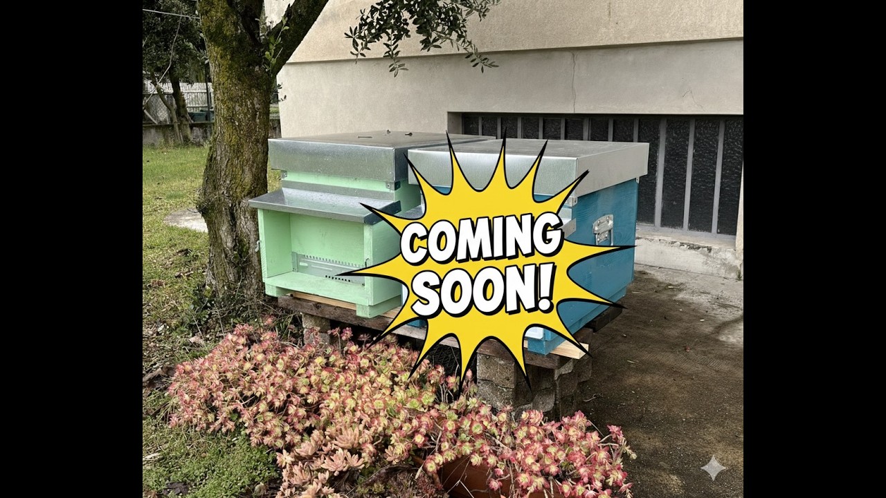 14 Febbraio 2026: arriva la seconda arnia! La stagione del miele comincia davvero