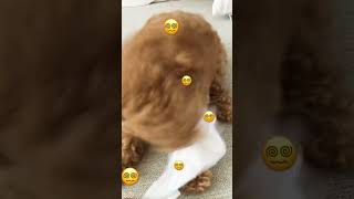 😵‍💫Chubby puppy dance shake it😵‍💫