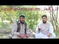 Kandahar Pomegranates | Kandahari anar | Living Afghan Vlogs | Samim Fazli |