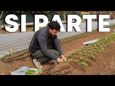 Video: Zona 5 Piantare ortaggi: quando piantare ortaggi nei giardini della zona 5