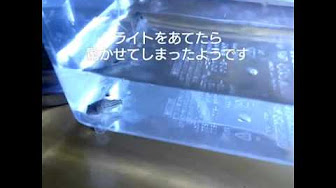 コリドラス 水合わせまとめ Youtube