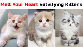 Baby Cats  Cute and Funny Cat Videos Compilation 2020 | Eyebleach Inside