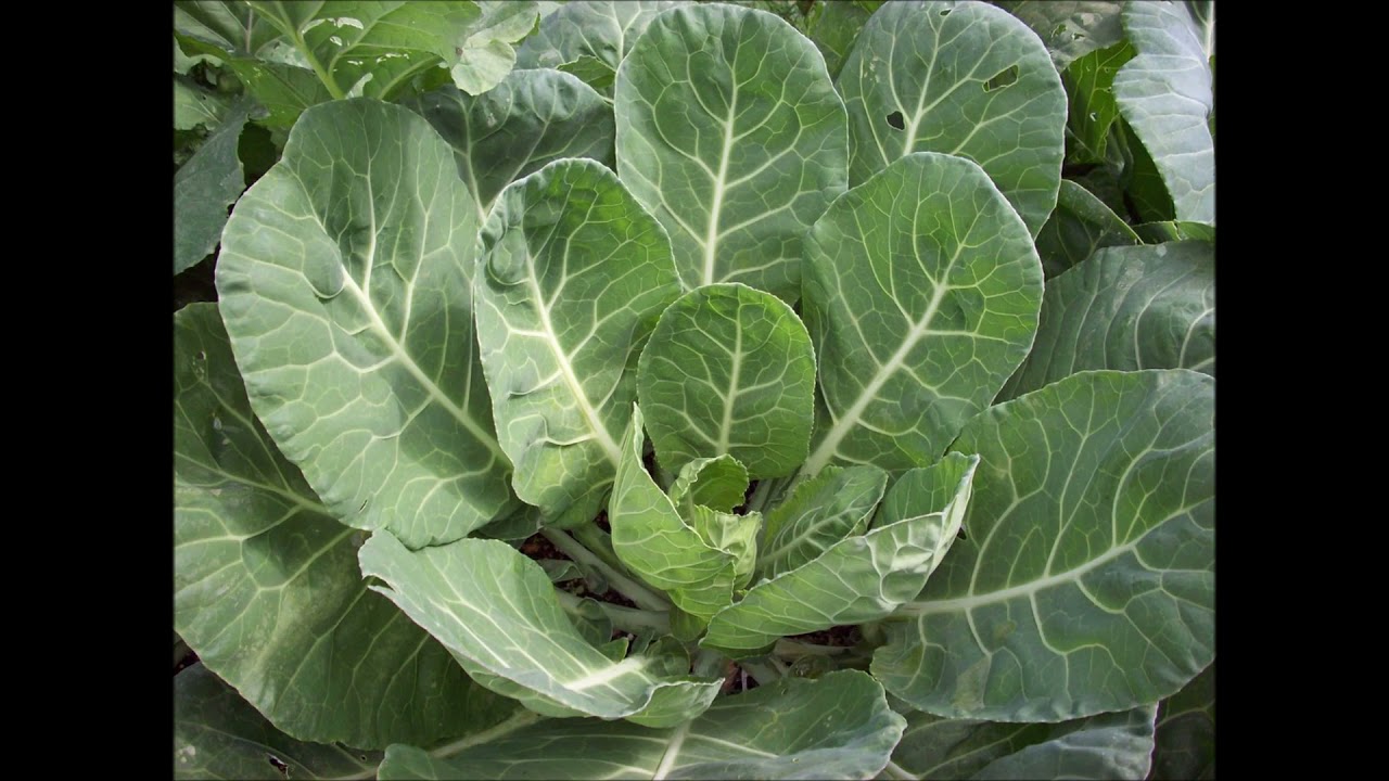 Collard Greens for Vitamins A, K, B6 , C, Calcium, Iron, Magnesium