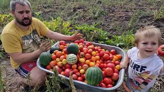 урожай помидор 🍅 🍅 🍅! сколько собрали?