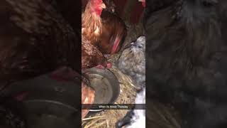 ? chickens animals funny funnyshorts ytshorts pets