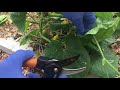 Cucumber Pruning 9/2017