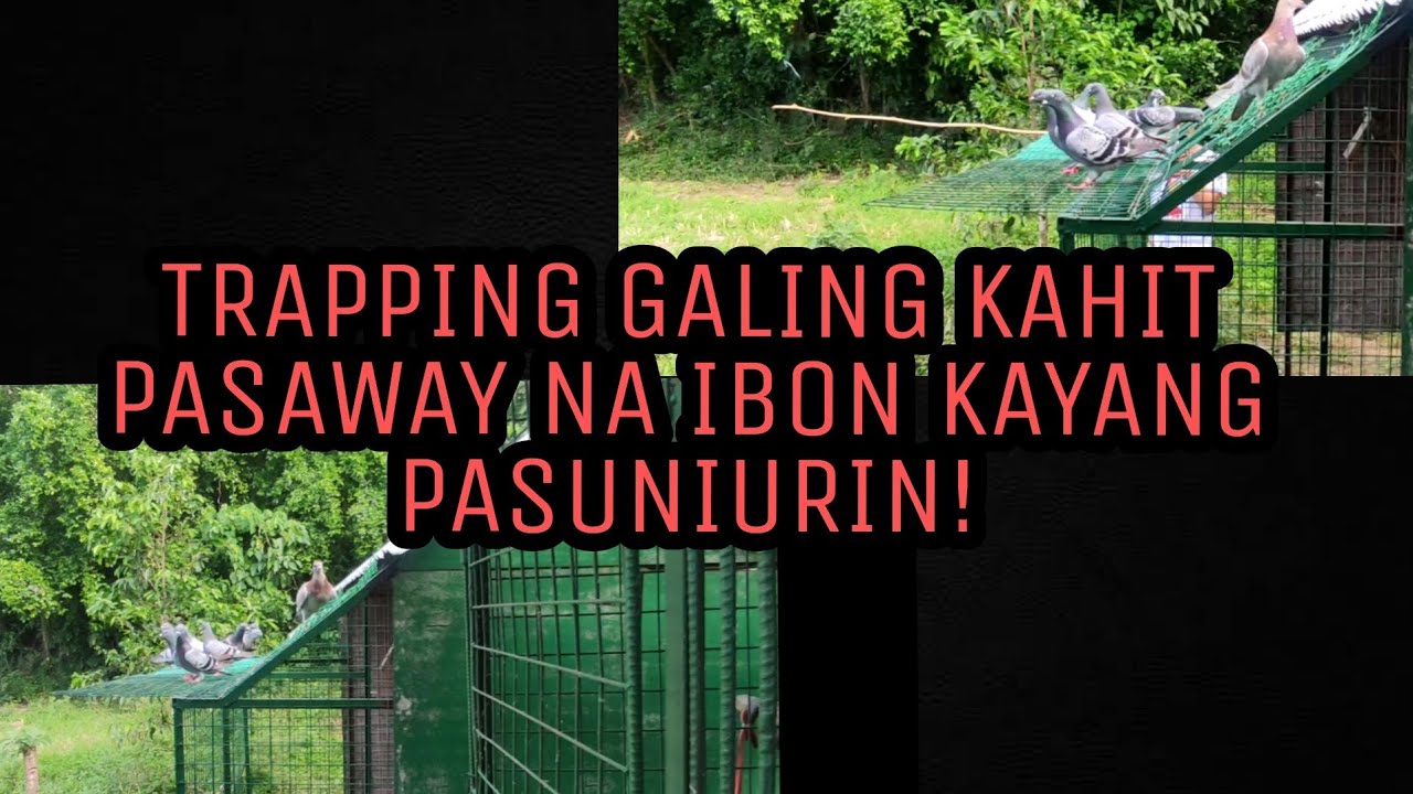 TRAPPING GALING:  Manood at matuto kung paano papasukin ang mga pasaway na ibon mo!