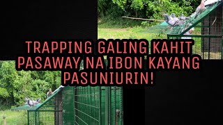 TRAPPING GALING:  Manood at matuto kung paano papasukin ang mga pasaway na ibon mo!