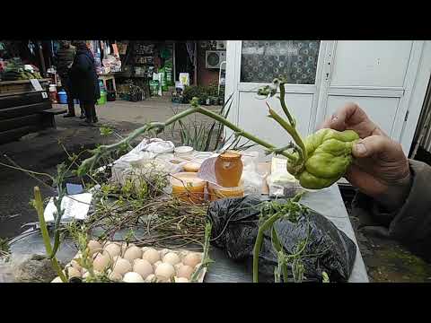 Video: Chayote - Meksikānis Gurķu Dobēs