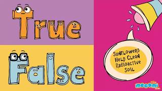 Mocomi TimePass with True or False Episode 7 - Sunflowers