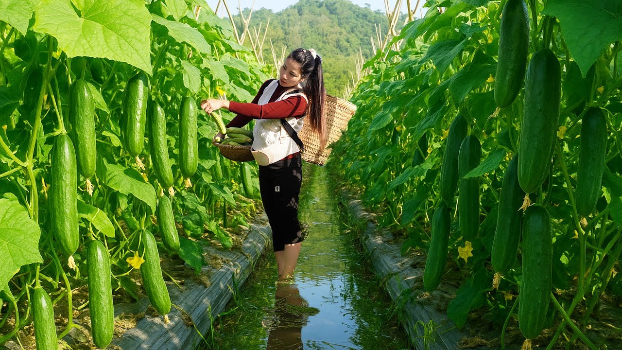 6 months pregnant and harvesting cucumbers to sell at the market - YouTube