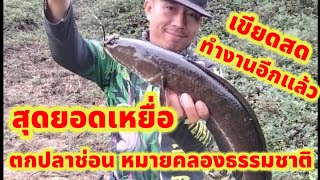 ตกปลาช่อน หมายคลองธรรมชาติ #เขียดสด #fishing ตกปลา