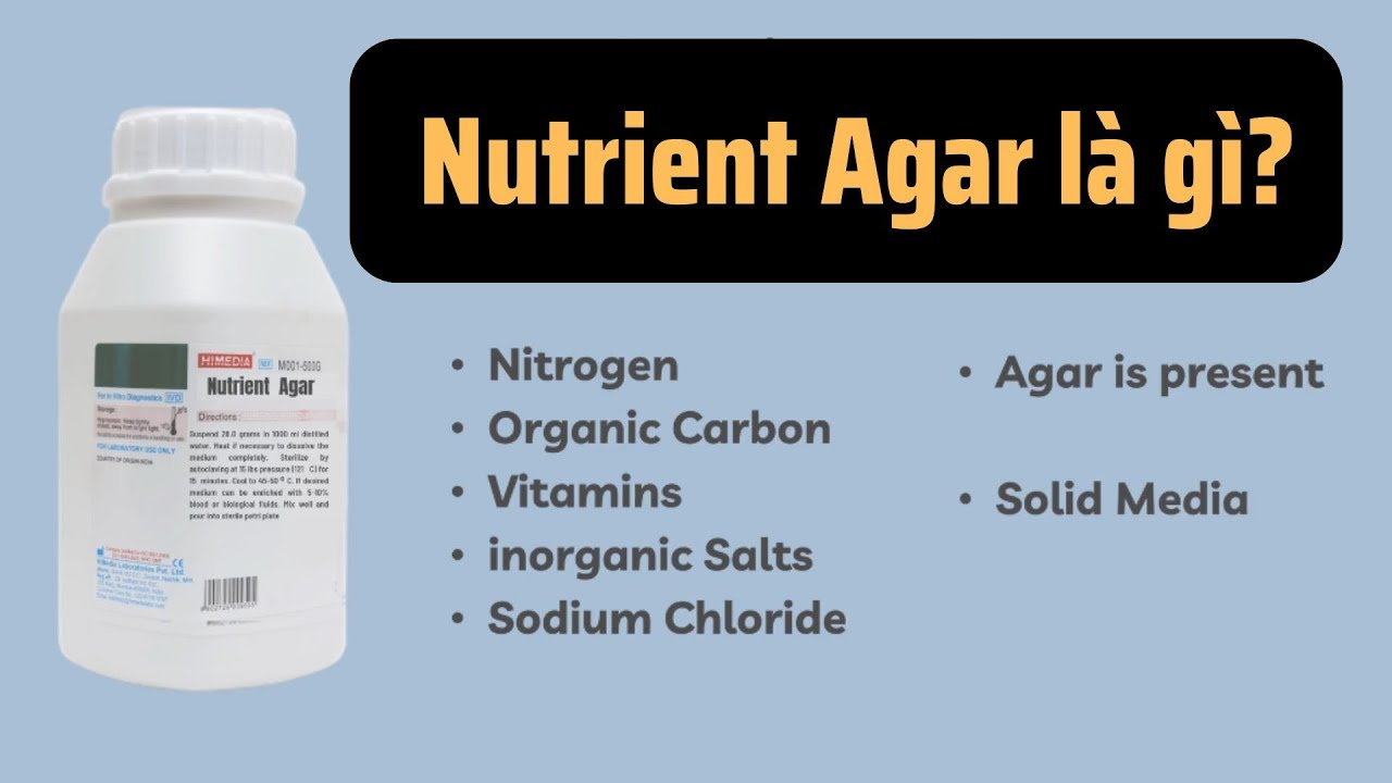 Nutrient agar là gì? Thành phần và công dụng trong phòng lab sinh học