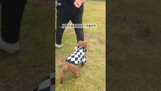 비온 어느 일요일 #반려견일상 #비오는날 #애견운동장 #미친듯한 #감기조심하세요